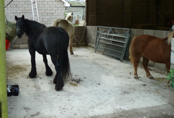 Ponies settling in