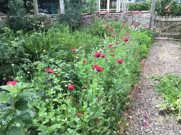 poppies