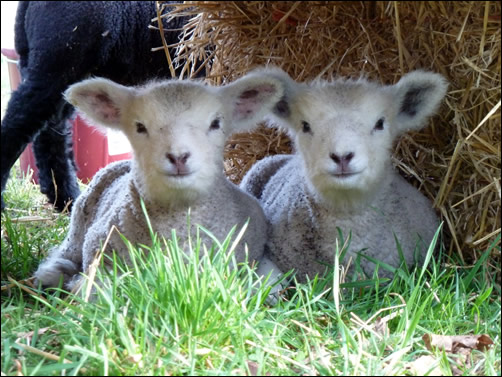 Cute lambs: Poppy and Pixie