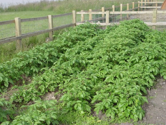 Potato plants