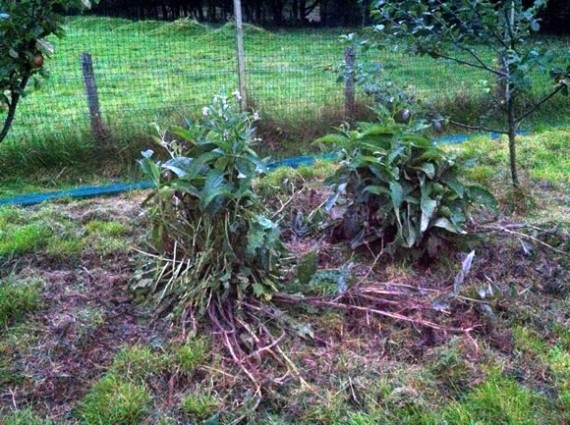 Comfrey for poultry