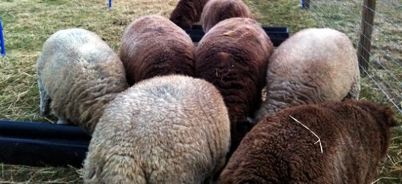 Pre-lambing feeding