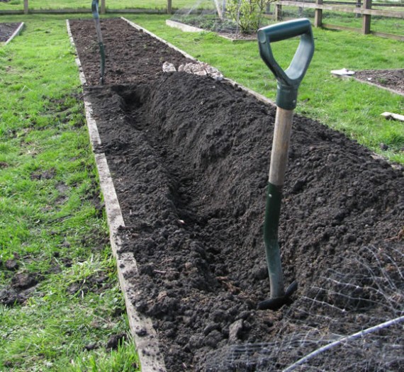 Potato bed preparation