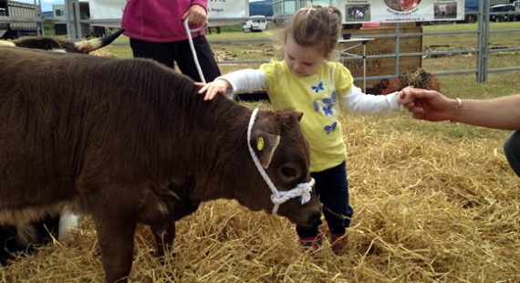 Promoting Shetland Cattle