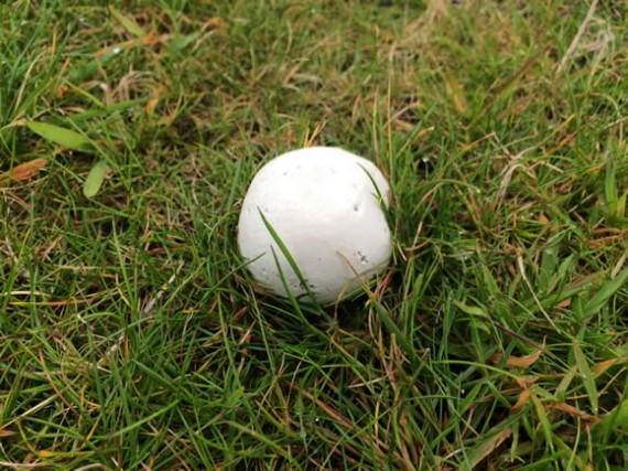 Puffball mushrooms