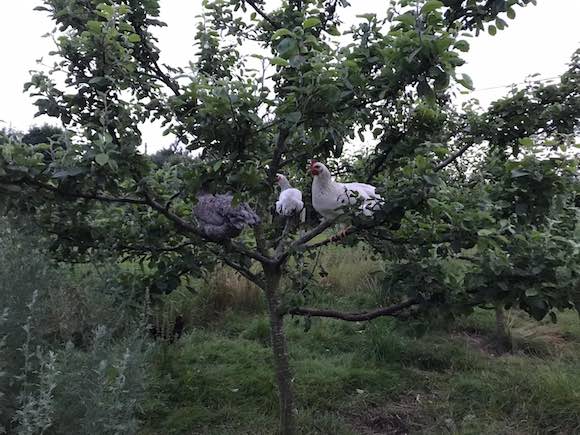 pullets