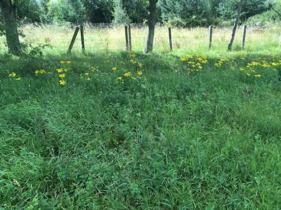 ragwort