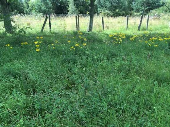 ragwort