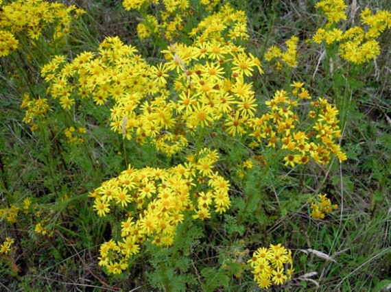 Ragwort