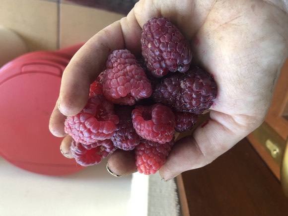 raspberries