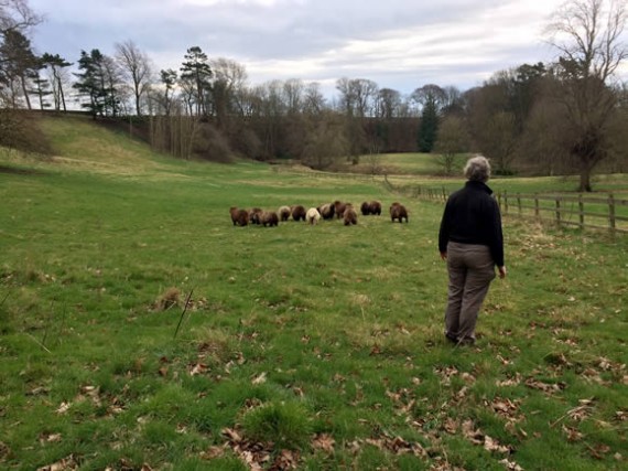 Sheep at Ravensby