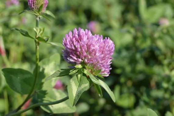 Red clover