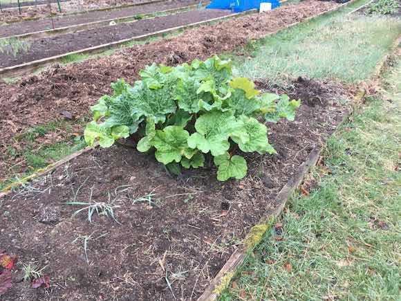 rhubarb