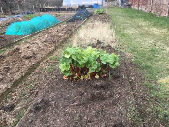 rhubarb