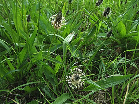 Ribgrass