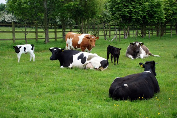 Shetland herd