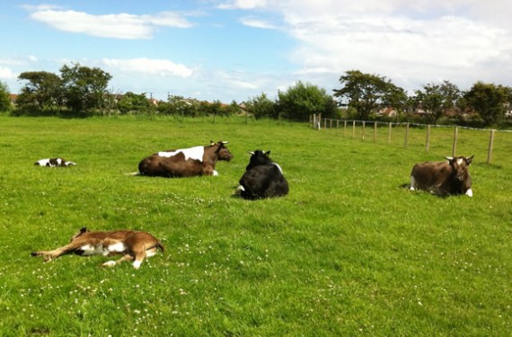 Rosedean herd of Shetland Cattle