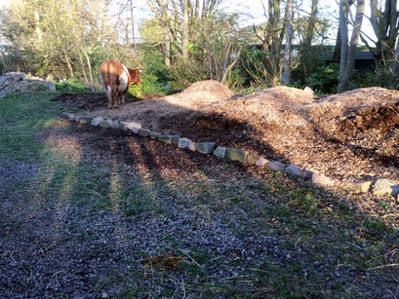 Rosie inspecting the track