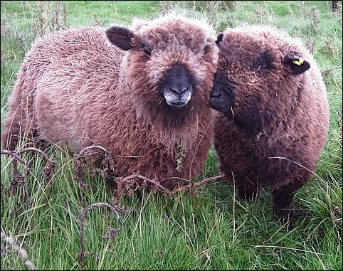 Ryeland ewe lambs