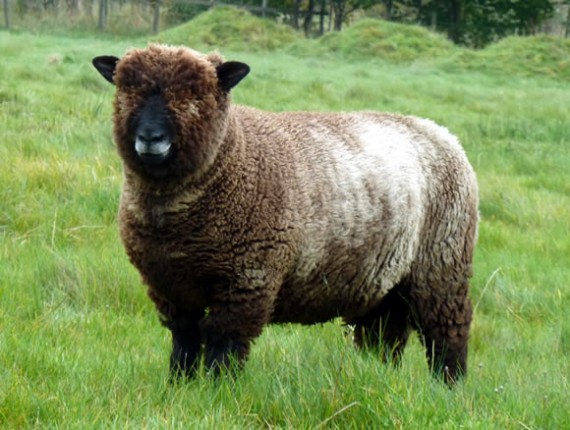 Ryeland ewe