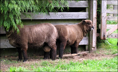 Ryeland weaners