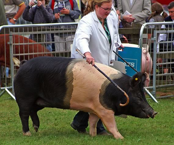 Saddleback Sow