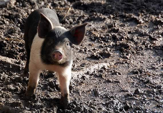 British Saddleback Weaner