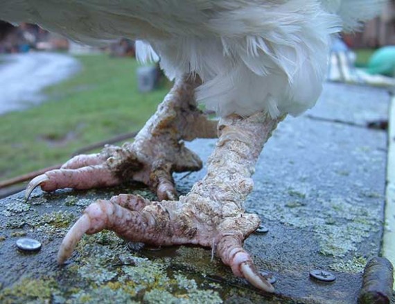 Scaly Leg Mites
