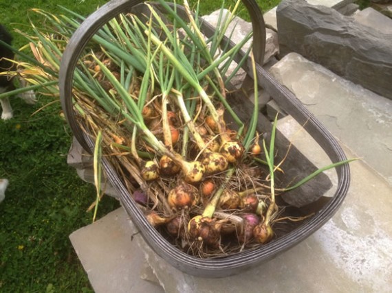 Shallot harvest