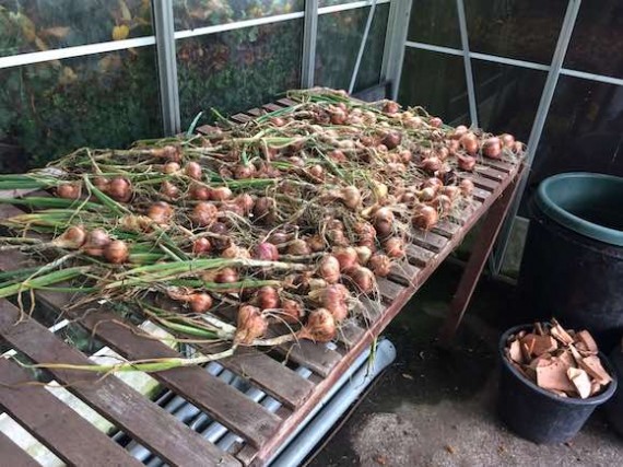 shallots