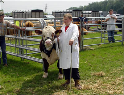 Bullock and handler