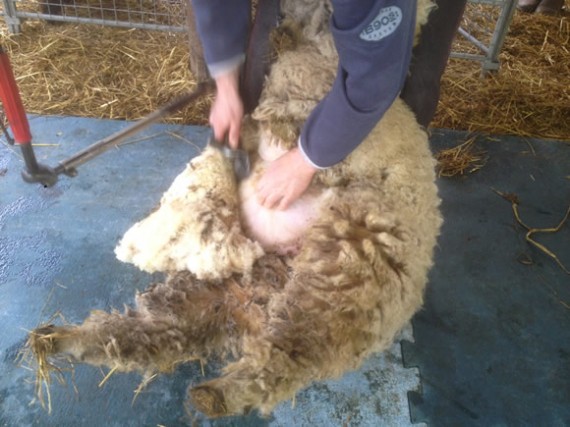 Shearing 2016
