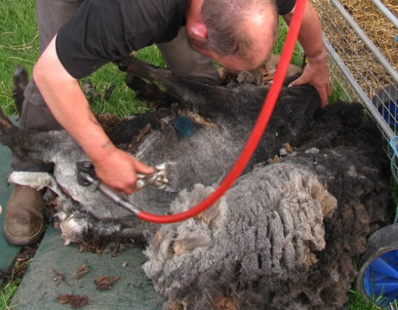 Find a shearer who is happy to work with small flocks