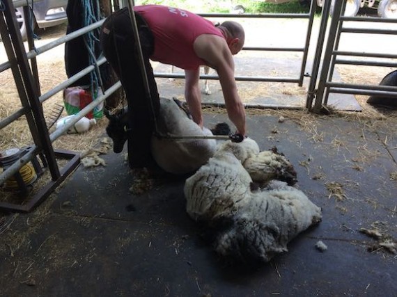 shearing