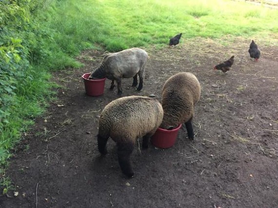 sheep