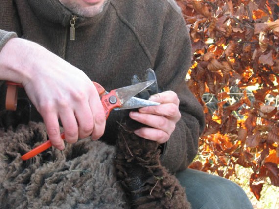 Sheep foot trimming