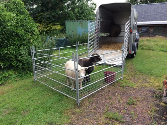 Sheep at Murray Royal Hospital