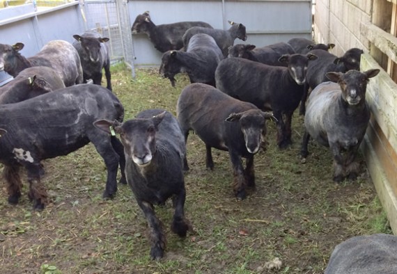 Sheep after shearing 2017