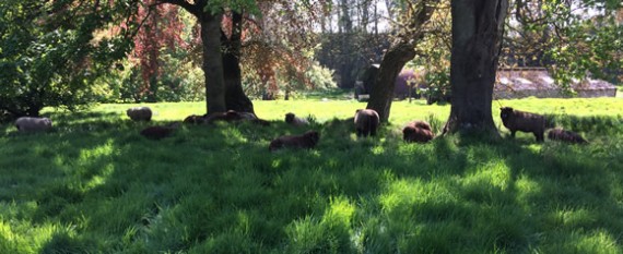 Sheep at Ravensby