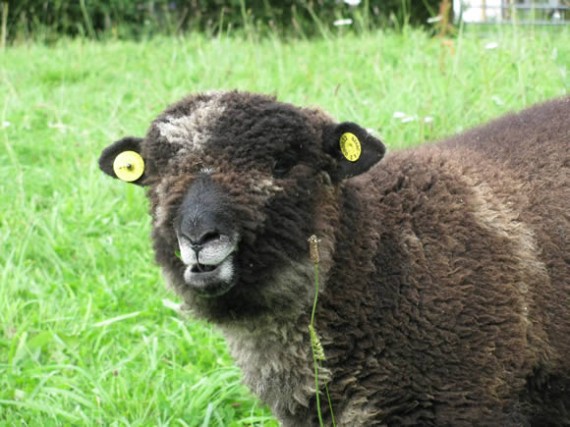 Sheep's teeth