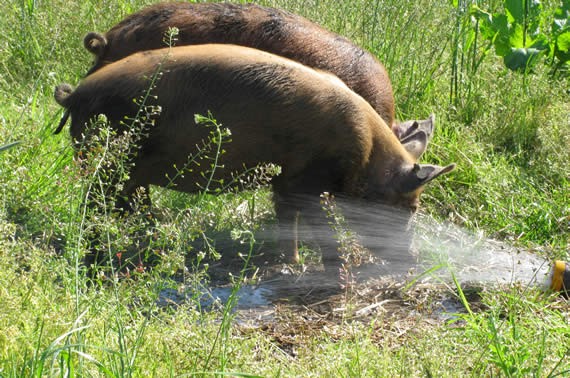 Shower for pigs