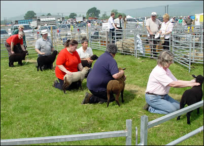 Showing lambs