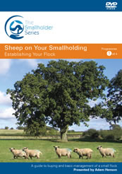 Sheep on Your Smallholding - Establishing Your Flock