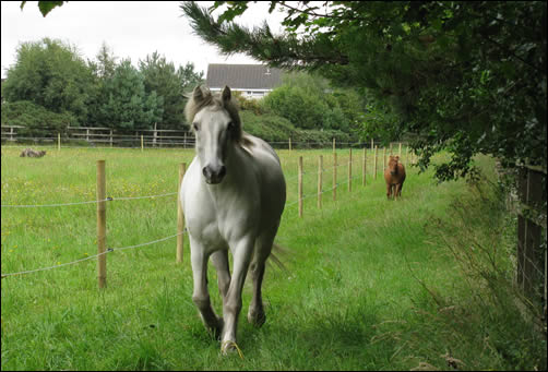Smokey and Bugsy