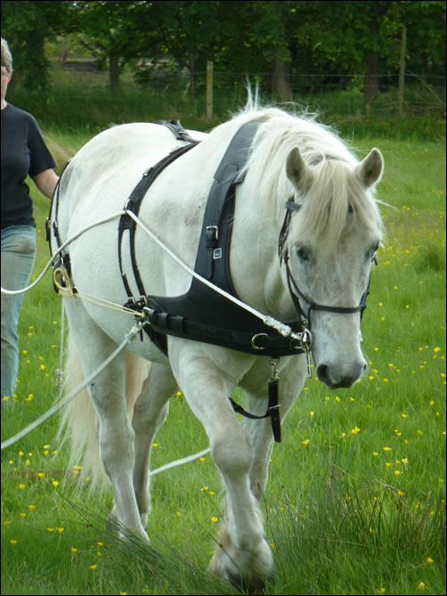 Smokey in harness