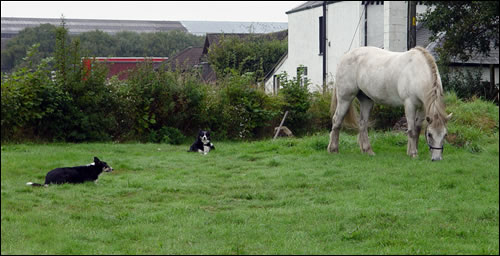 Smokey at Longcarse watched by Tess and Meg