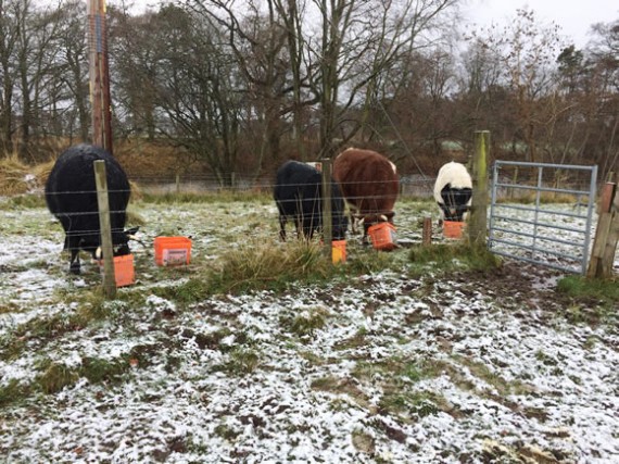 Smattering of snow at Astwood