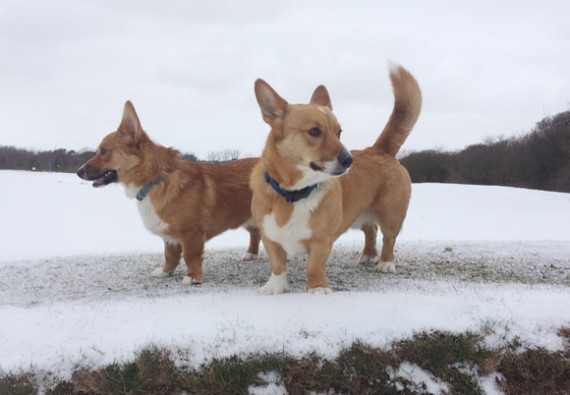 Snow Corgis