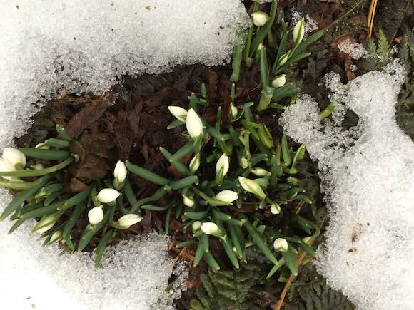 snowdrops