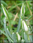 Snowdrops